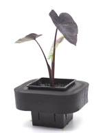 7cm (colocasia esculenta) Taro Illustris with floating ring