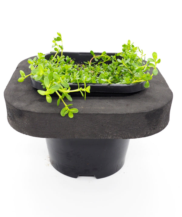 Buy Pond Plants Online Australia Brahmi (Bacopa Monnieri) with