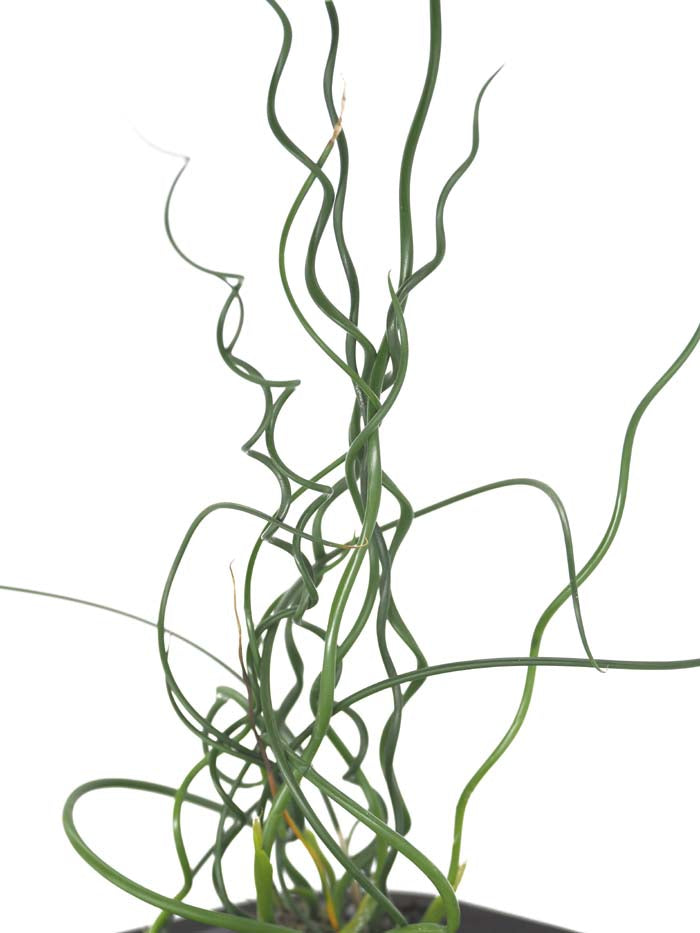 Corkscrew Rush  (Juncus effusus cv. Spiralis) with floating ring