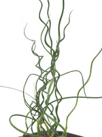 Corkscrew Rush (Juncus effusus cv. Spiralis) with floating ring