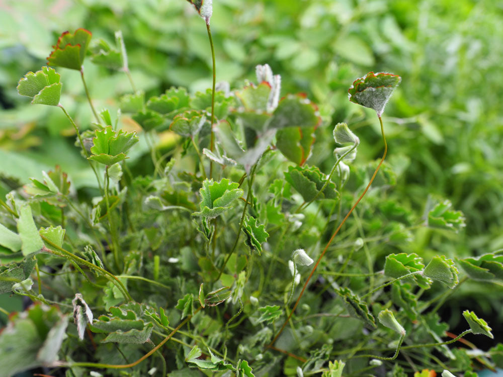 Hairy Nardoo (Marsilea Drummondii) pond plant. Leaves close at night or when days are overcast