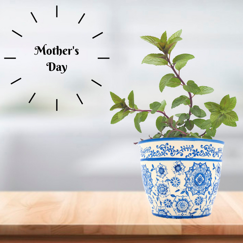 Mother's Day Selection Chocolate Water Mint & Pot Combo