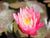 Pink water lilies. A pink hardy generic variety of lily. We Know Water Gardens