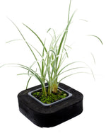 Variegated Water Garlic with Floating ring 7cm