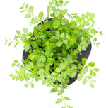 Lebanese Cress (Aethionema Coridifolium) with floating ring