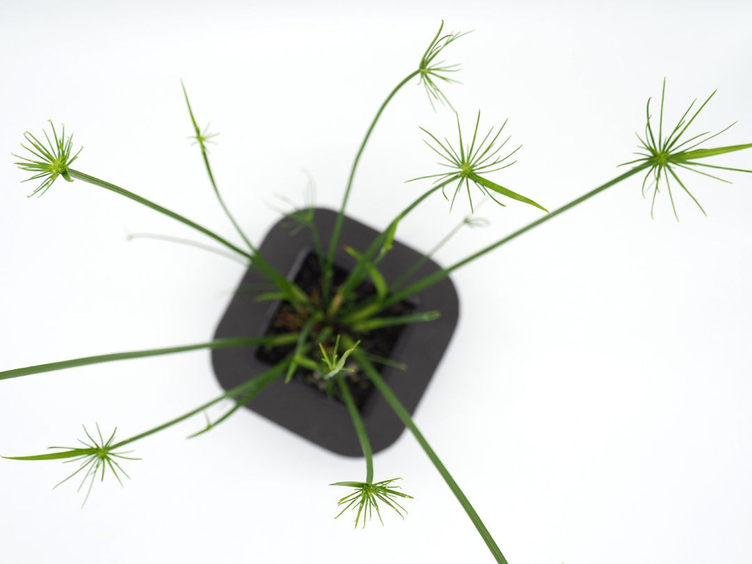 Dwarf Papyrus (Cyperus papyrus nana) pot with floating ring