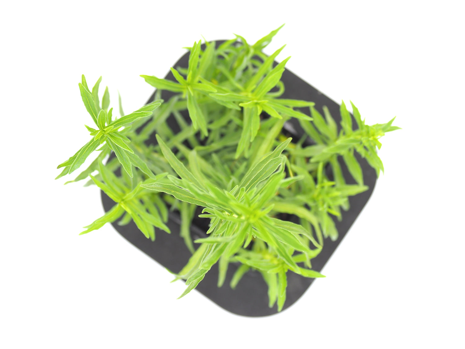 Fine Leaf Water Mint (Mentha cevina)with floating ring