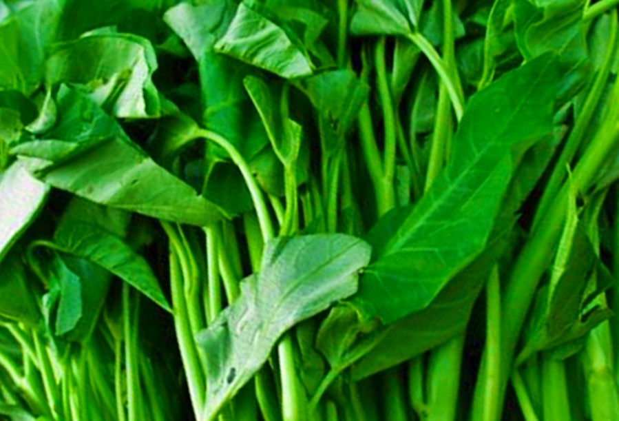 KangKong (Ipomea aquatica)