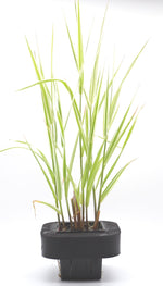 Gardners Garters (Phalaris arundinacea) with floating ring