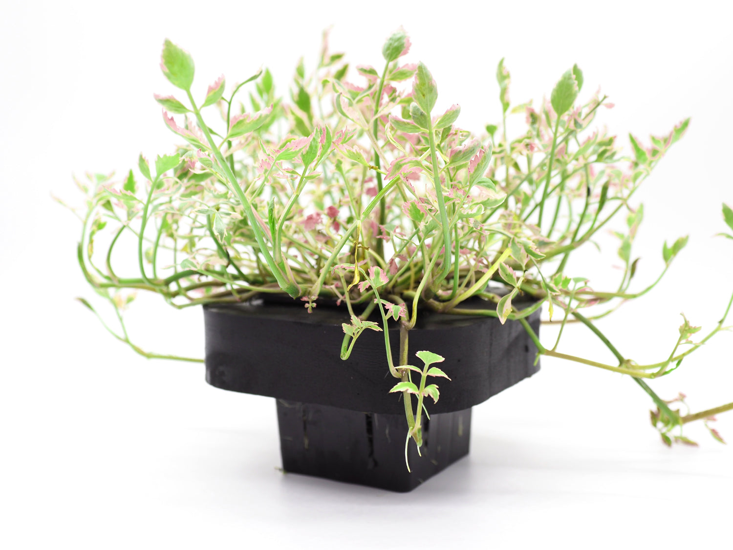 Rainbow Water Parsley (Oenanthe javanica flamingo) with floating ring