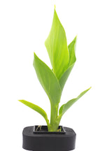 True water canna (Canna glauca) 7cm pot and floating ring