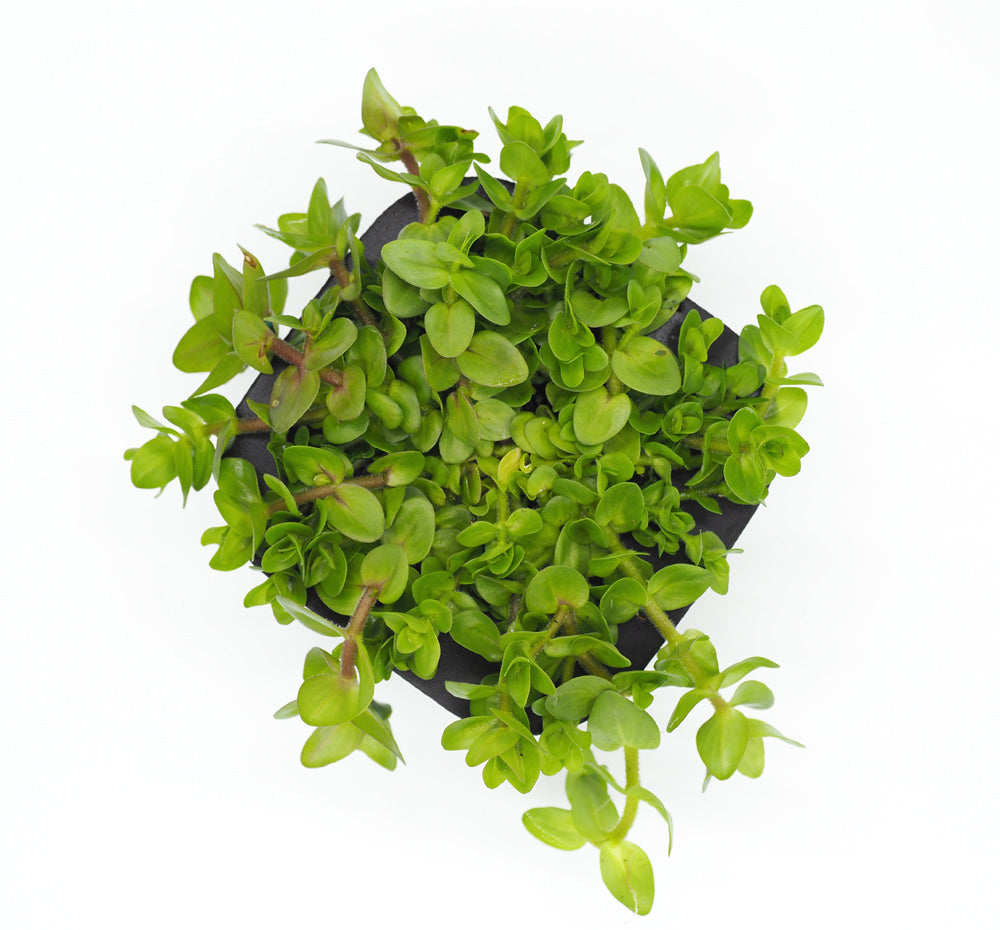 Water Hyssop (Bacopa caroliniana) with floating ring
