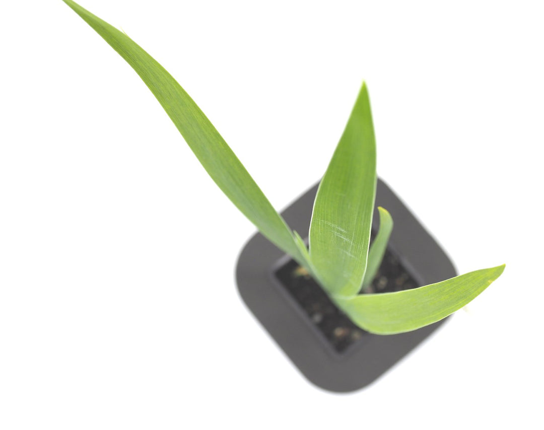 Water Iris (Sextet) Pond Plant with Floating Ring