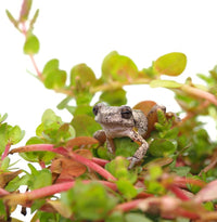 The Best Pond Plants for Attracting and Supporting Frogs in Australia