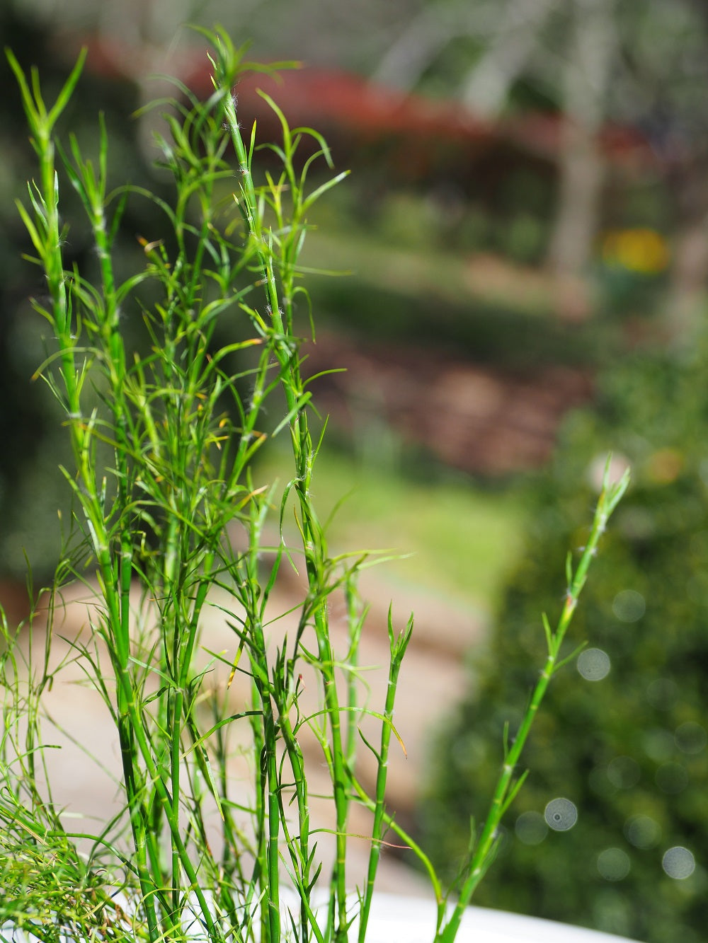 Tips for Growing Tassel Cord Rush in Aussie Ponds