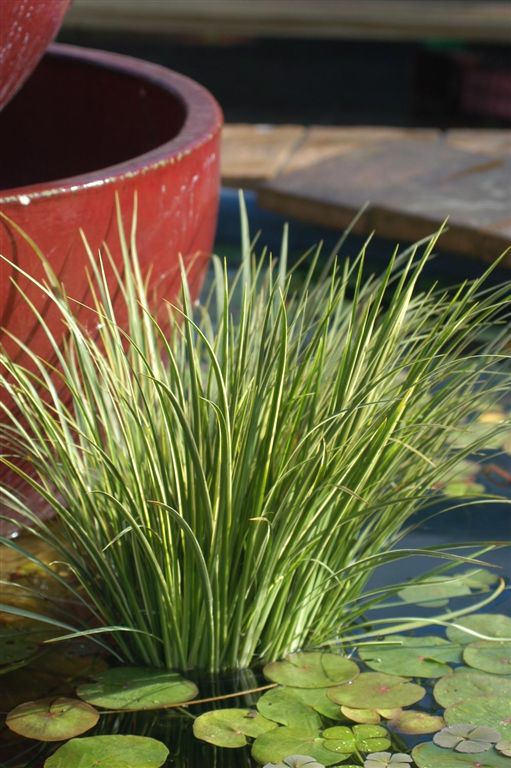 Make a Splash: Growing a Feature Plant in Your Pond