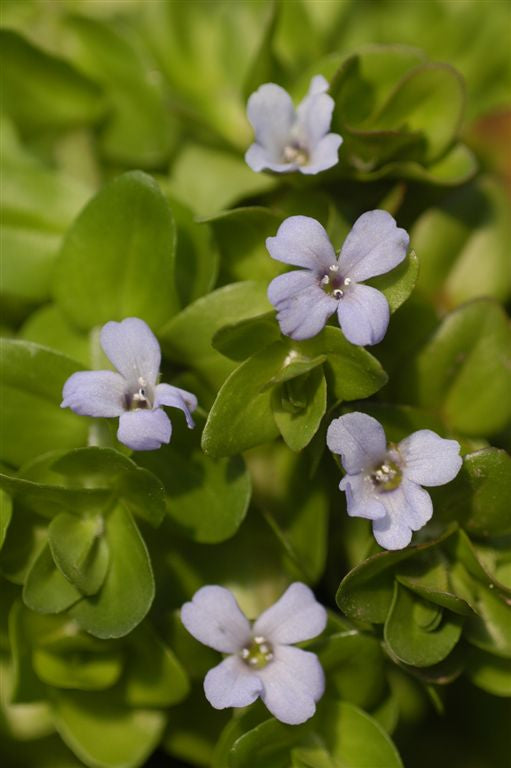 Water Hyssop bacopa Caroliniana Pond Plant Australia