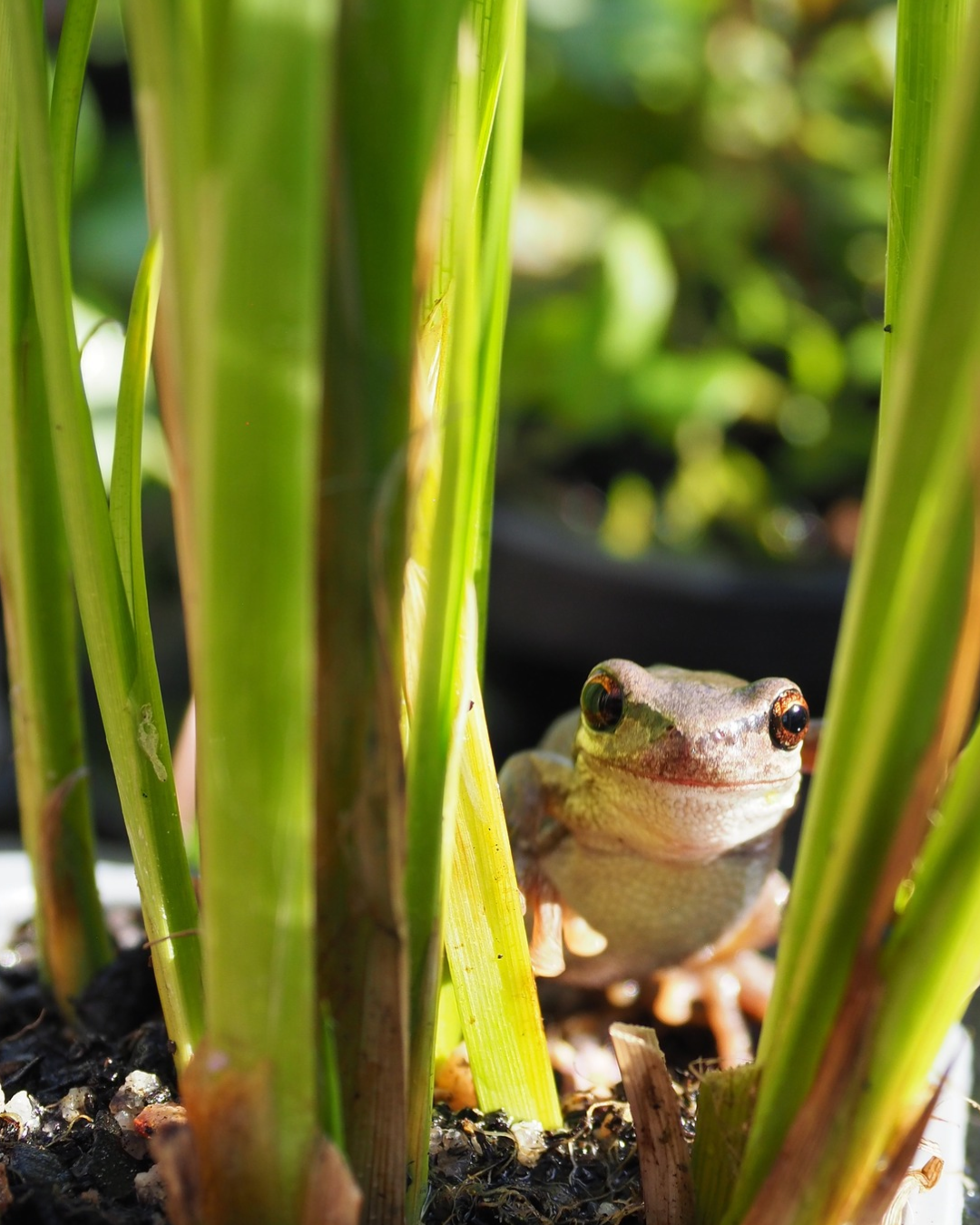 Brown tree frog sitting beside a garden pond