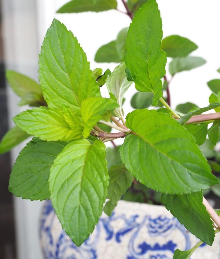 Chocolate Water Mint: A Delicious and Simple Addition to Your Pond Garden