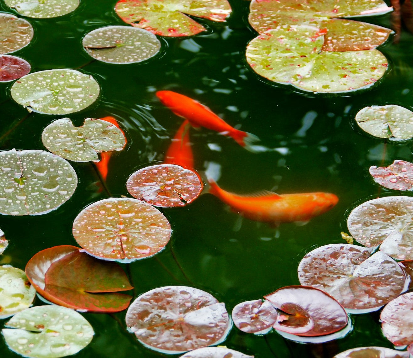 We Know Water Gardens Blog Page 2 we-know-water-gardens-blog-page-2