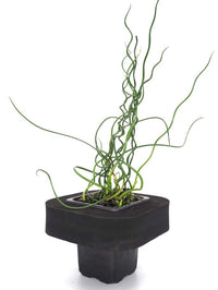 Corkscrew Rush Pond Plants Australia