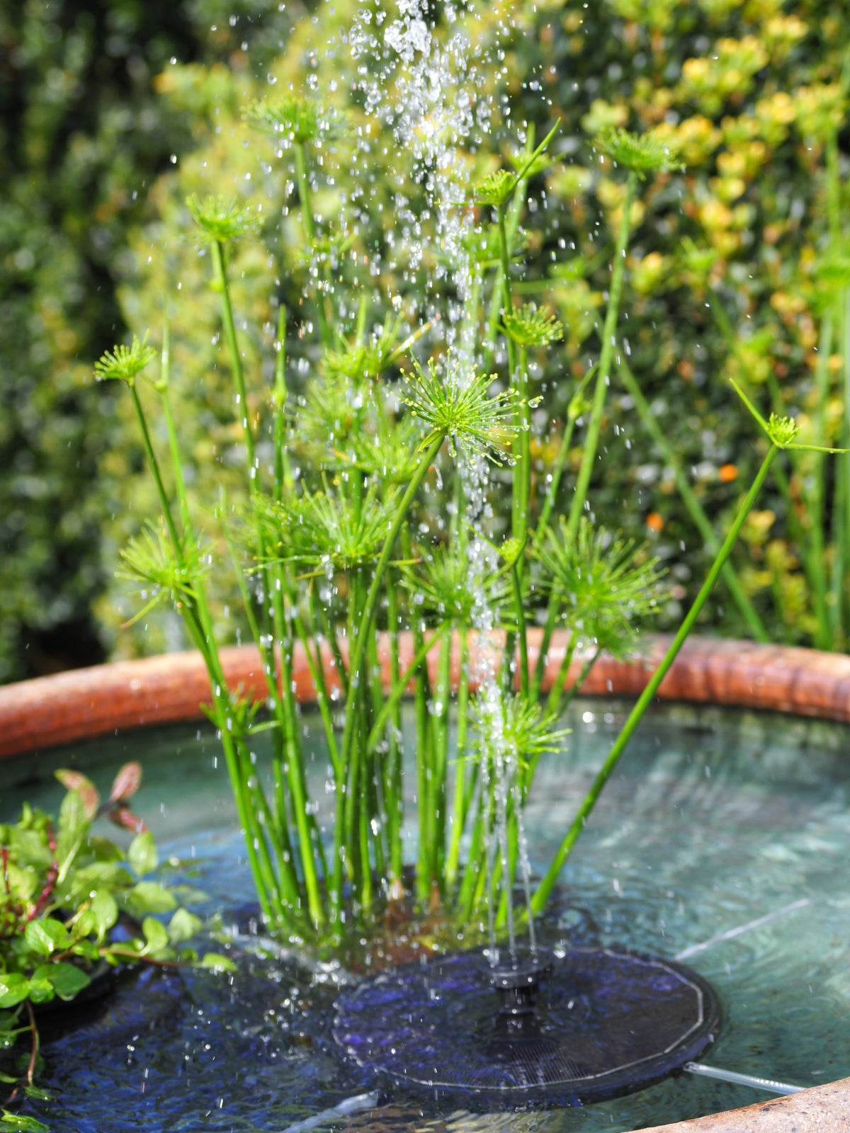 How to Choose the Perfect Fountain for Your Pond