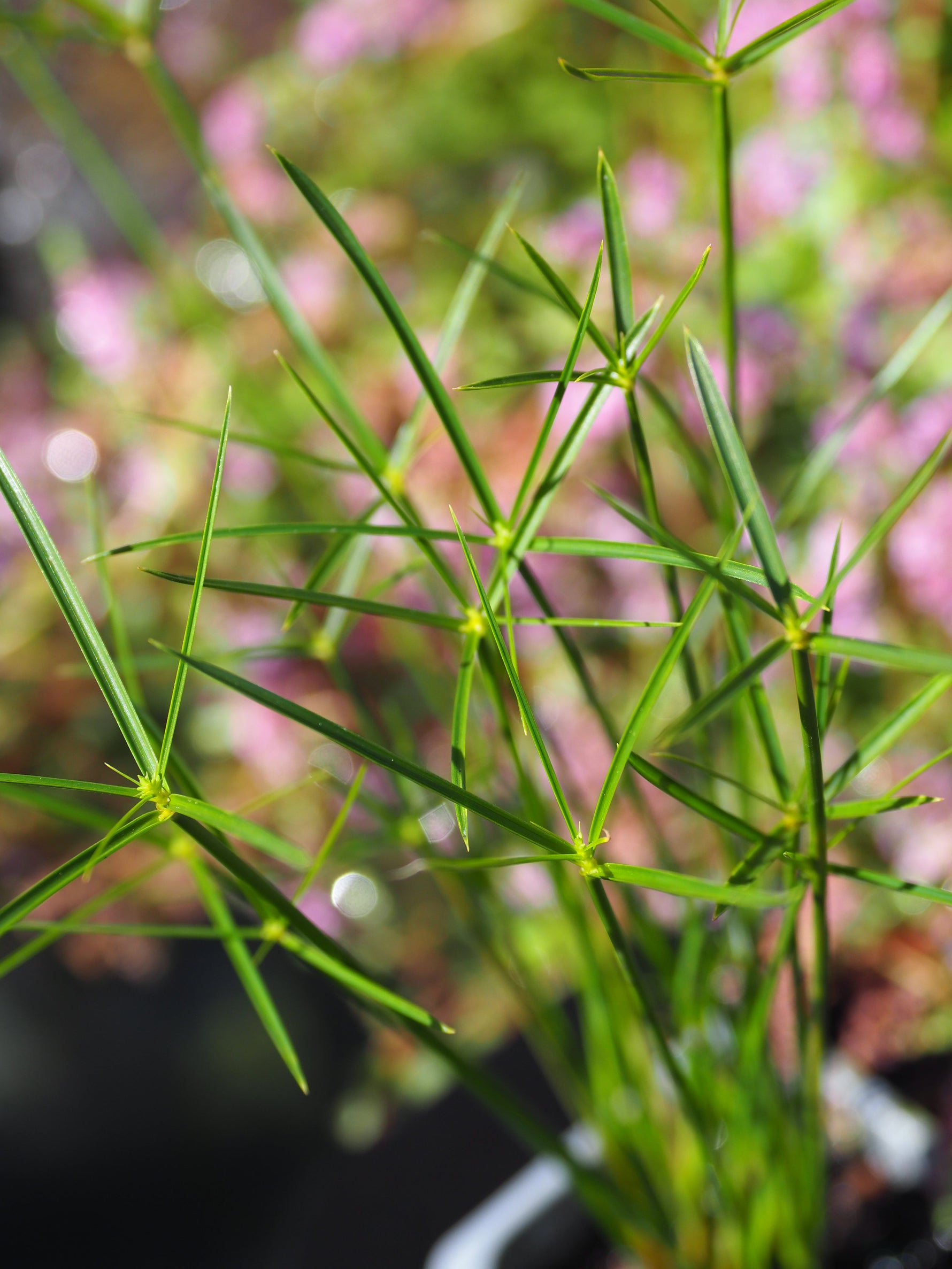 Dwarf Umbrella Grass: The Easy Pond Plant That Adds Structure, Shelter & Style