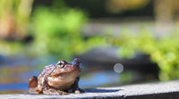 7 Tips for Attracting Frogs to an Australian Pond