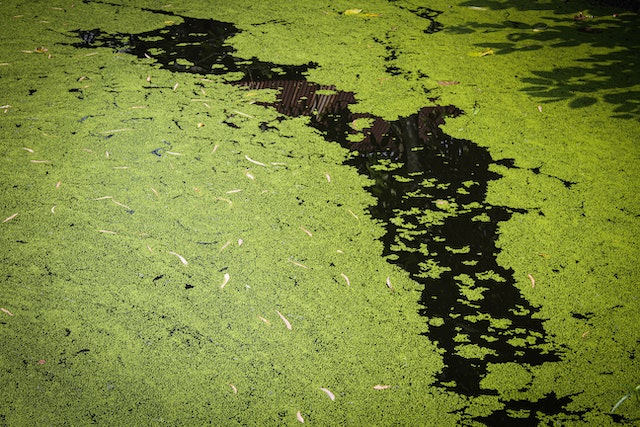From Muck to Marvelous Discover the Power of API Pond Ecofix Sludge Destroyer