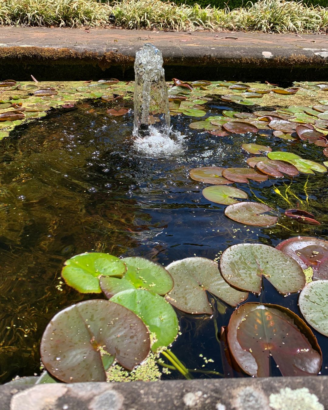 How to Build a Pond in a Weekend (Complete Beginner's Guide)