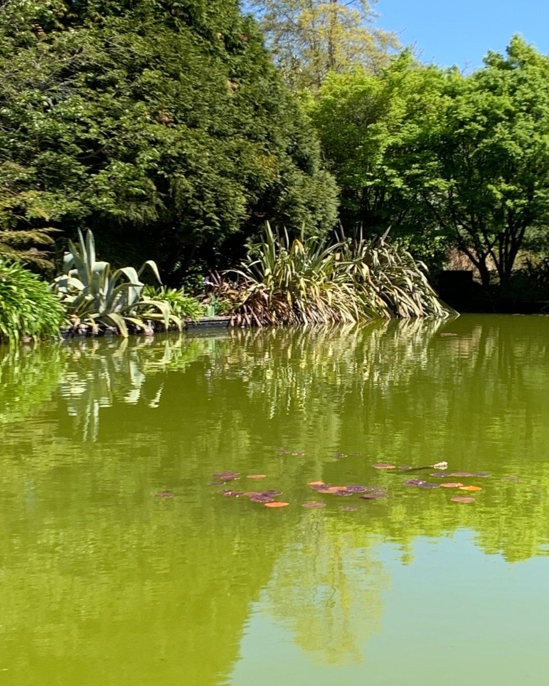 Why Your Pond Water Is Green (and How to Fix It)