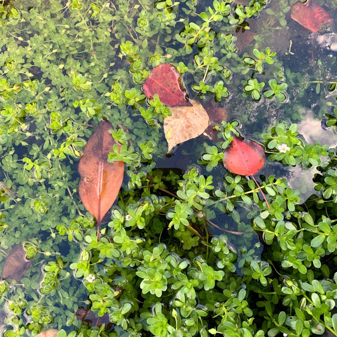 Why Do Pond Plants Die back in Winter?