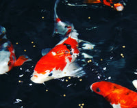 Must-Know Tips for Successfully Raising Koi Pond Fish