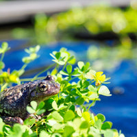 Growing Nardoo: A Guide to an Australian native Pond Plant