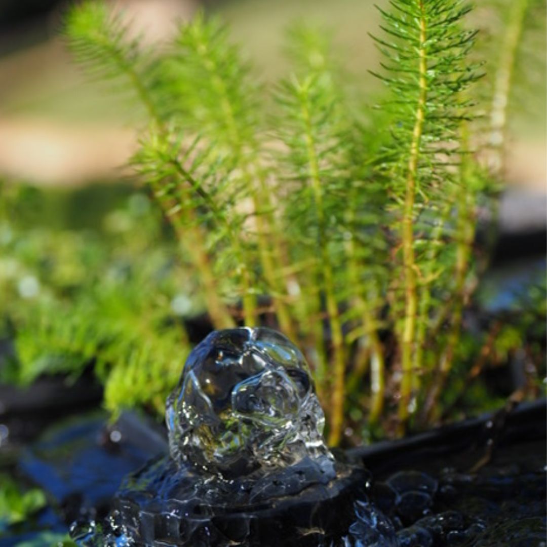 The Best Native Pond Plants for Australian Water Gardens