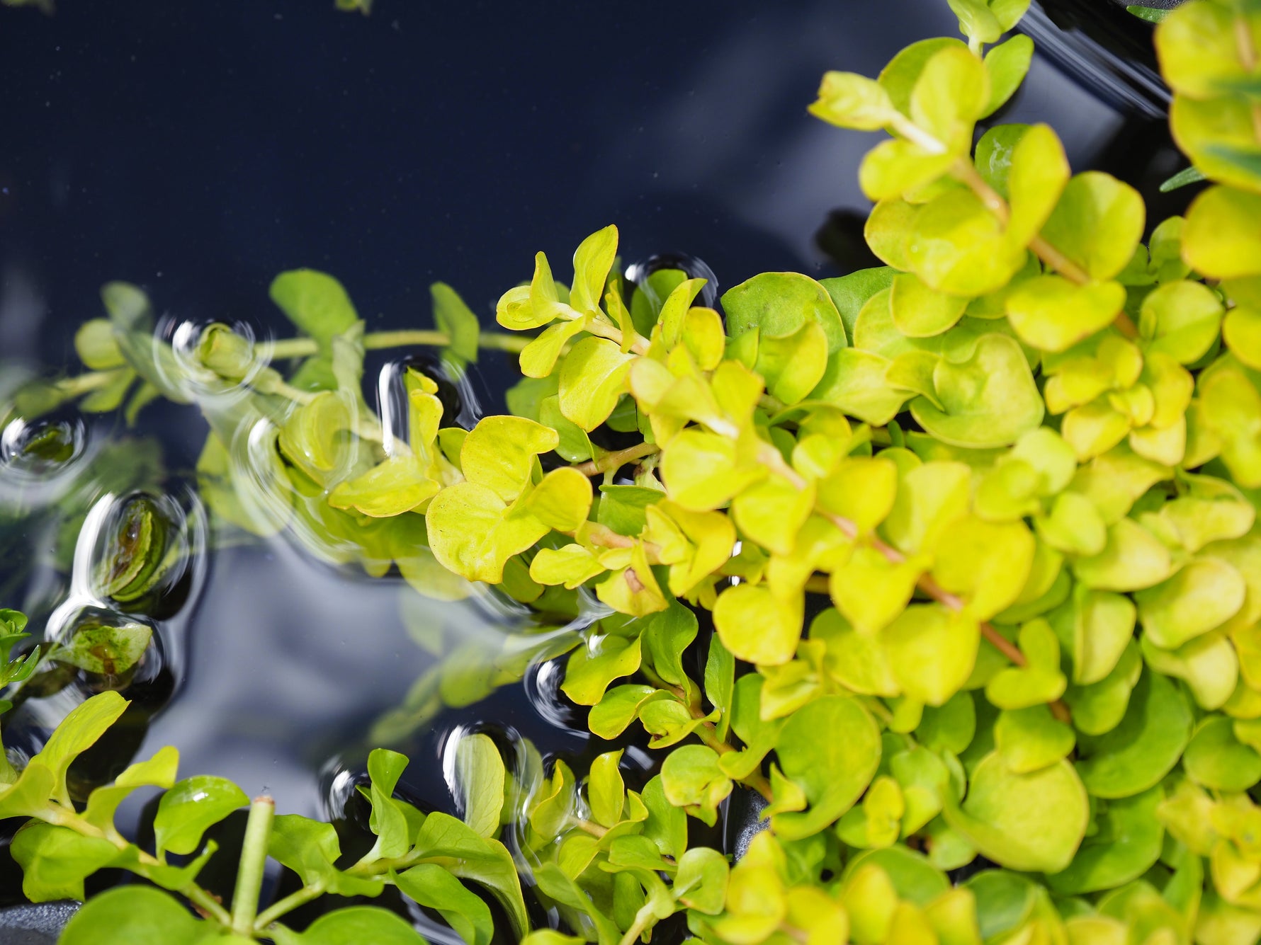 Creeping Jenny Pond Plant