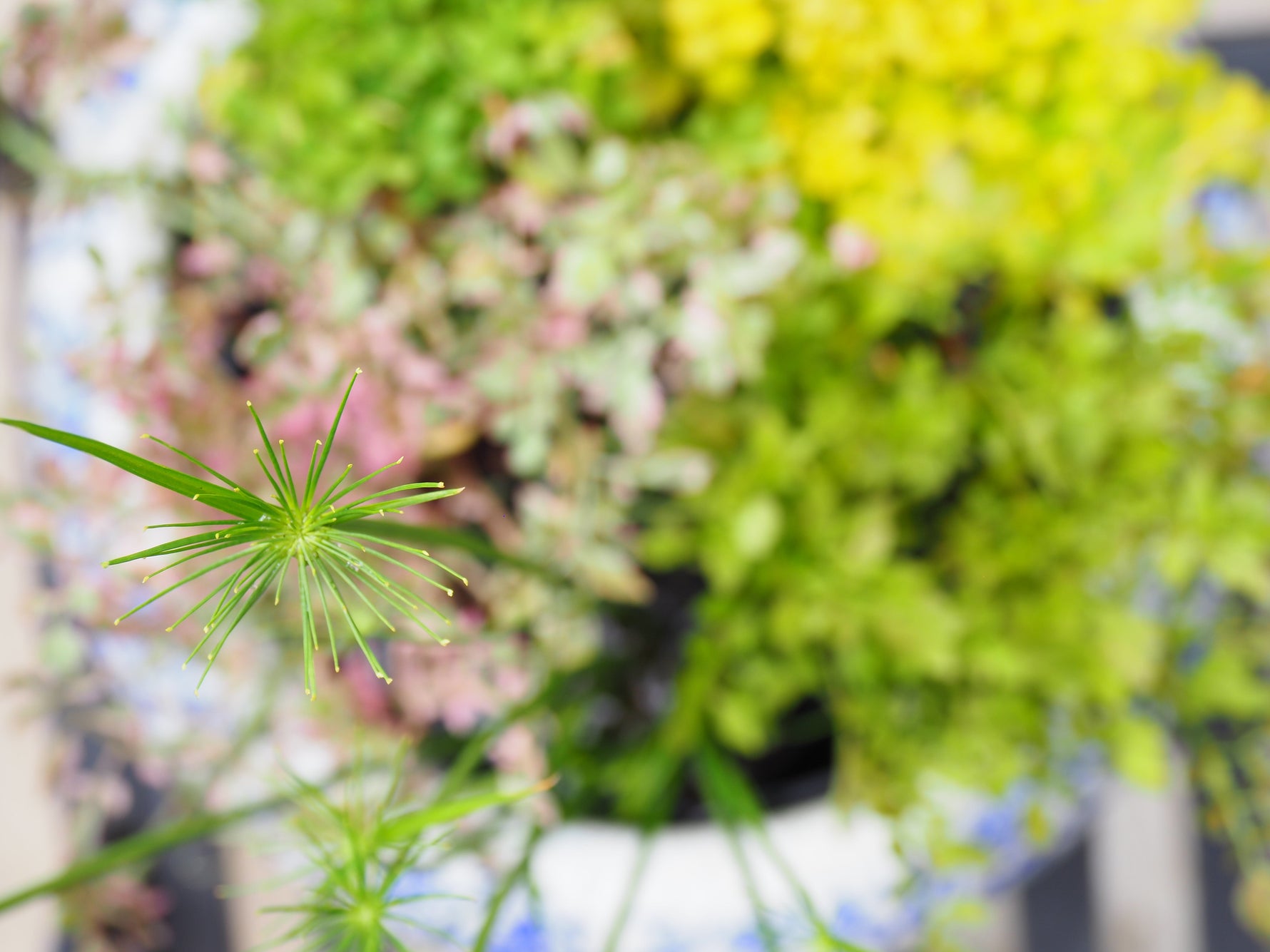 How Many Pond Plants Do I Need? (Our Proven 3-2-1 Rule for Crystal Clear Ponds)