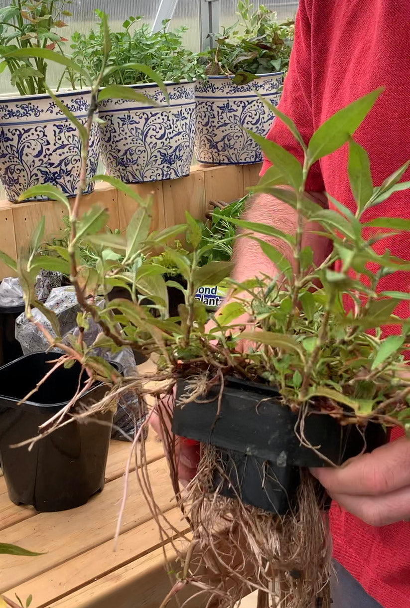 How to repot a water plant