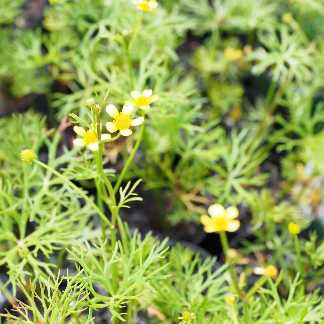 River Buttercup Pond Plant (Ranunculus Inundatus)Pond Plant Australia