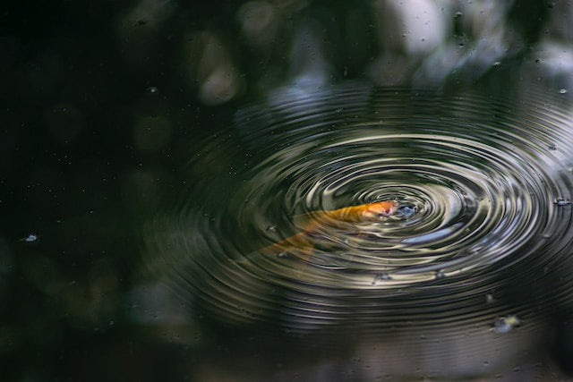 Say Goodbye to Barley Straw Exploring the Latest Pond Water Clarification Methods