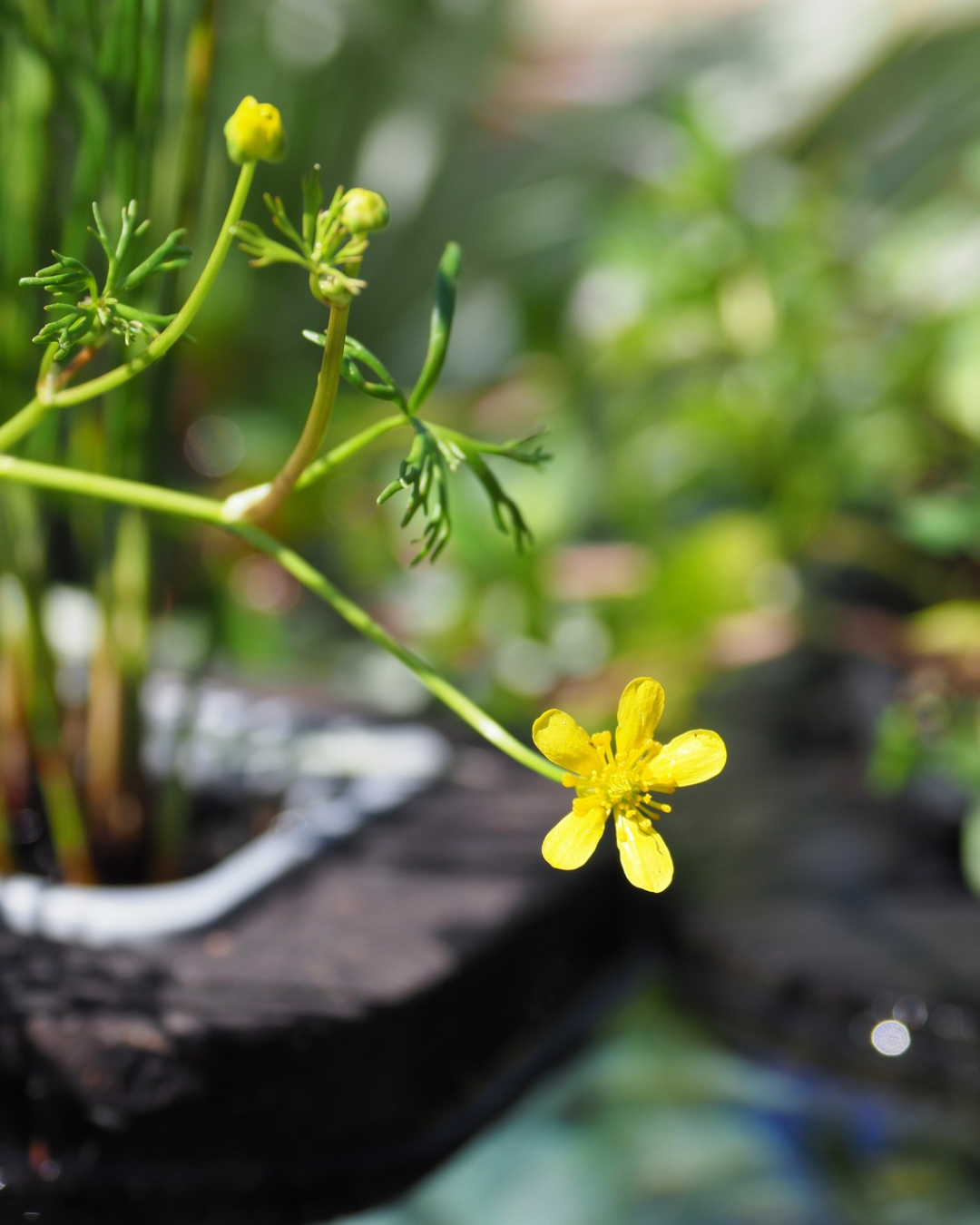 River buttercup flowering at the edge of a garden pond in spring