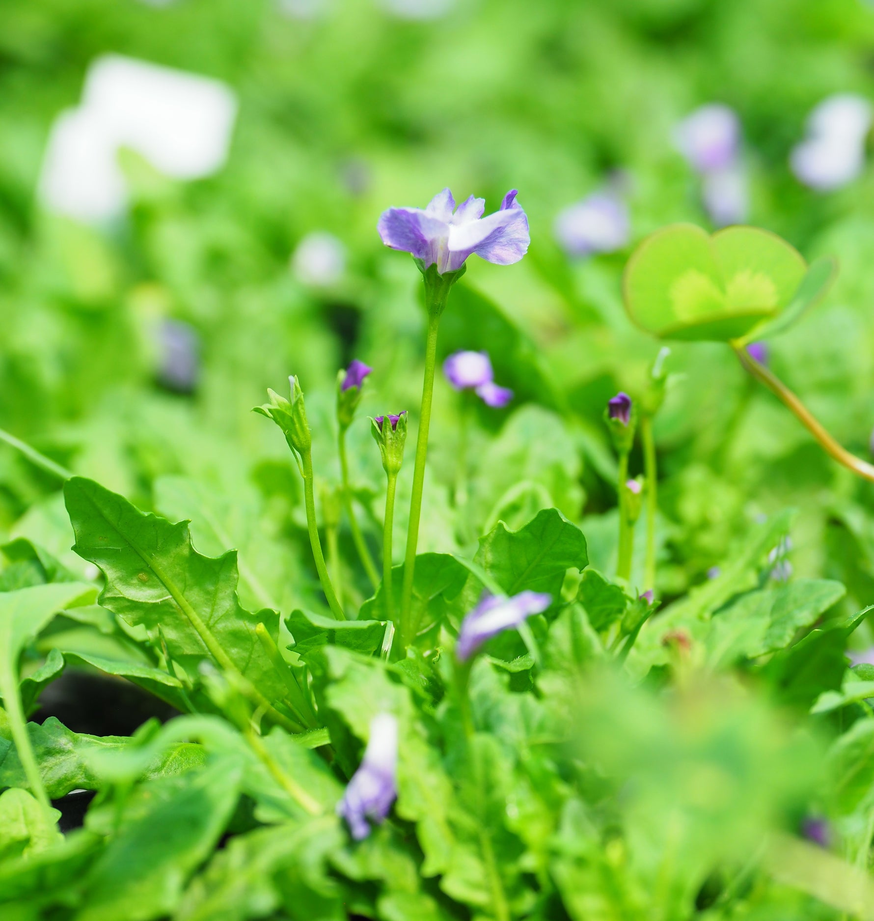 Why you need to grow Marginal Pond Plants: Your Guide to the Best Options for Australian ponds and Water Gardens