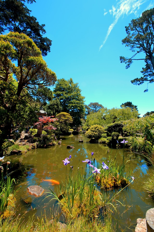 The Key to a Vibrant and Healthy Fish Pond Understanding the Significance of Water Testing