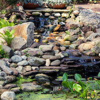 5 Best tips for new ponds