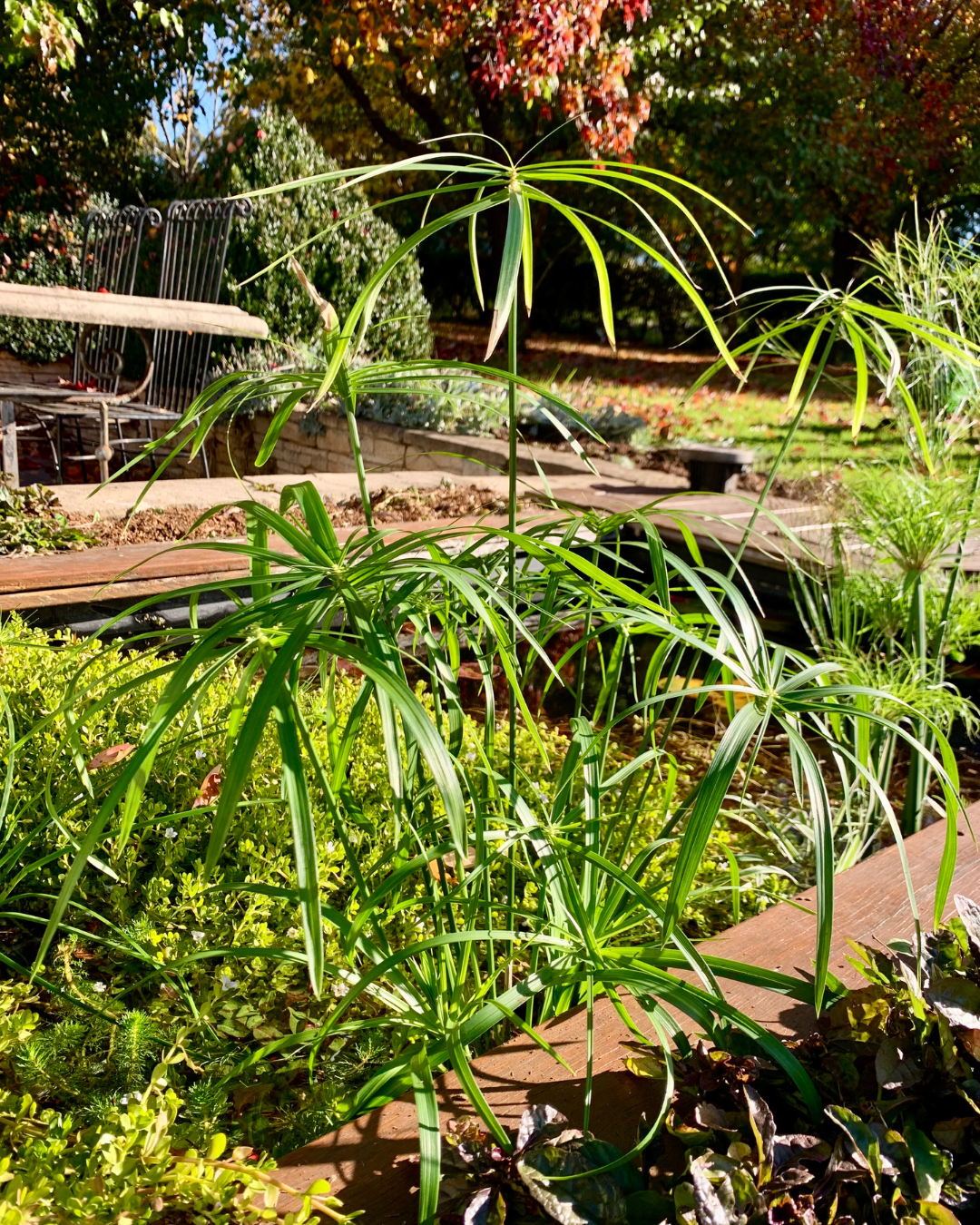 Dwarf Umbrella Grass: The Easy Pond Plant That Adds Structure, Shelter & Style
