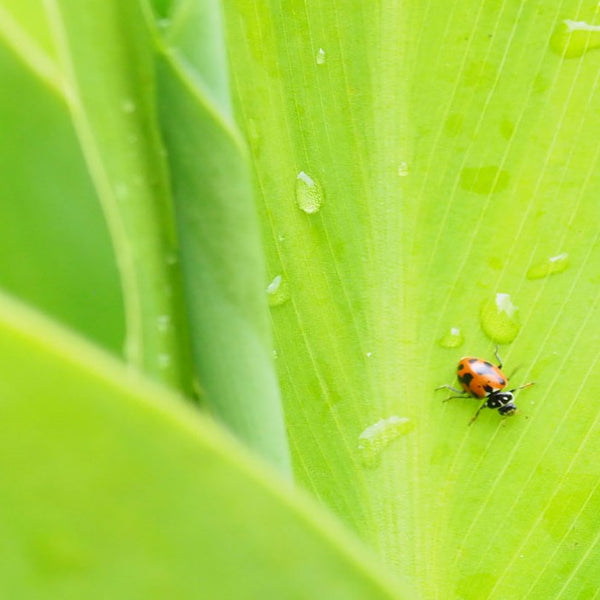 Creating a Buzz: How to Attract Bees and Other Pollinators to Your Wat ...