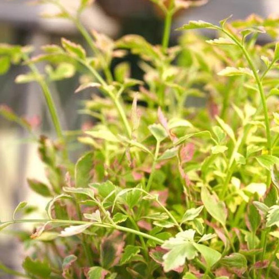 The Ultimate Guide to Growing Vibrant Water Parsley in Your Pond