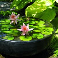 Container Gardening 101: How to Successfully Grow Water Lilies
