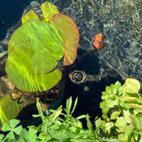 The Eco-Friendly Approach to Algae Control in your Pond: How Plants and Natural Bacterial Products Can Restore Balance in Your Water Garden
