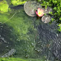 how to remove blanket weed from ponds